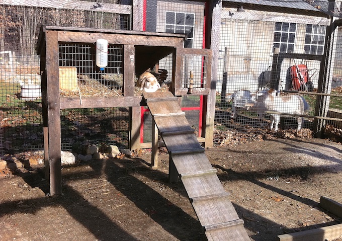 Rabbits in cheap chicken coop