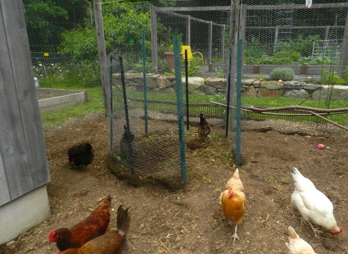 How to Make a Compost Bin Using Chicken Wire