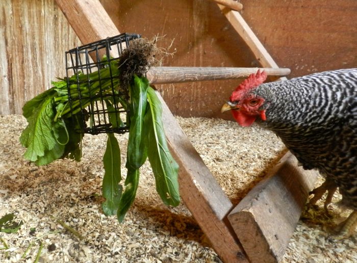 What should you feed hens?