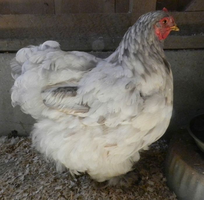 pearl gray partridge brahma  Brahma chicken, Grey partridge, Backyard  animals