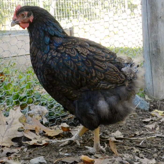 3 Fool Proof Ways to Tell Roosters from Hens