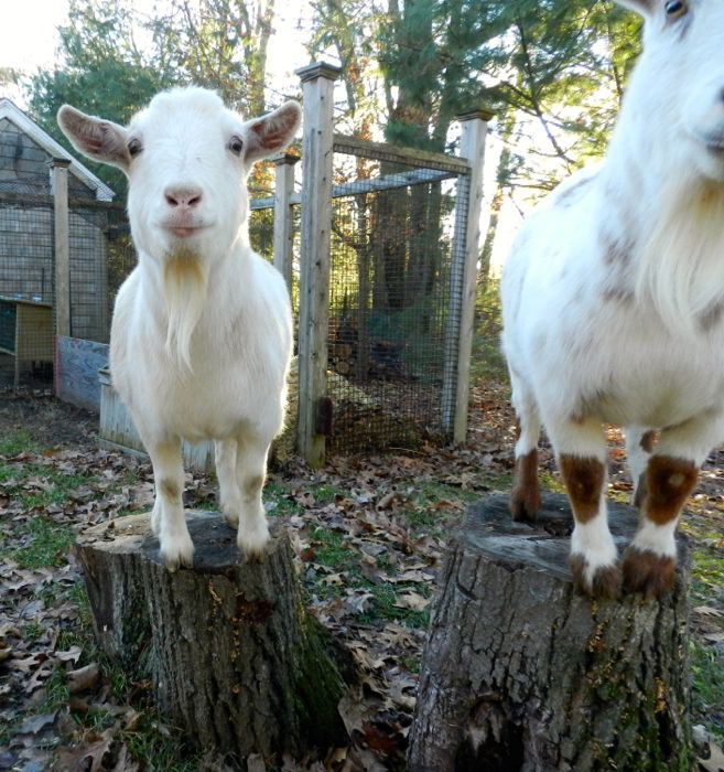 A New Life For Old Goats – Terry Golson