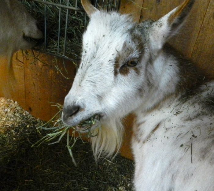 goats eat hay