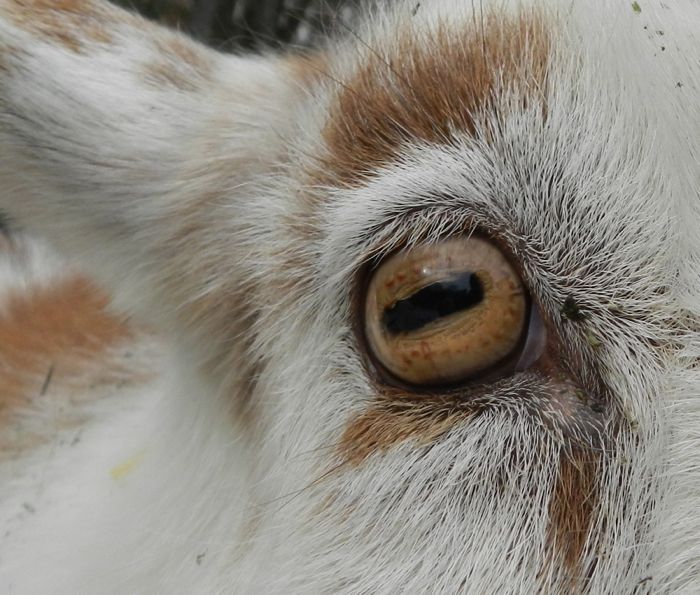 goat eyeballs