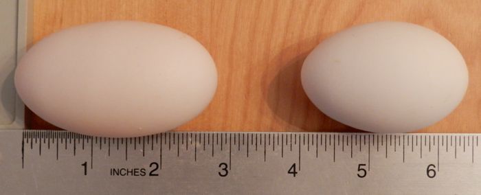 How big are polish chicken eggs?