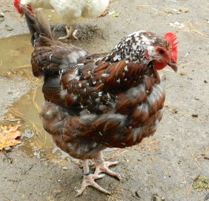 chicken molting