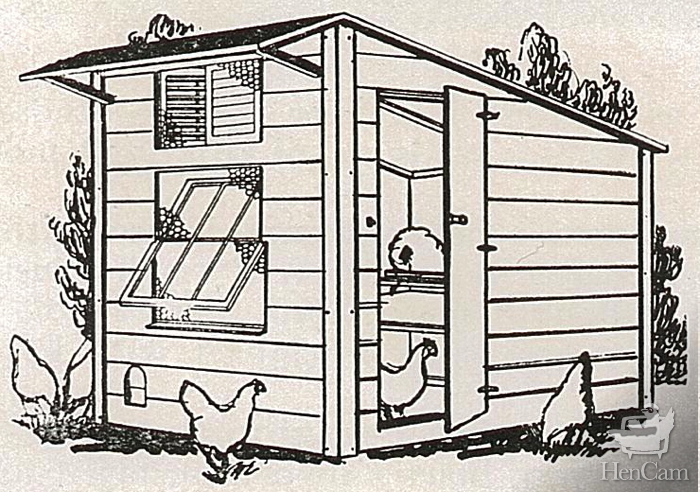 Chicken Coop Dimensions and Design Criteria | HenCam