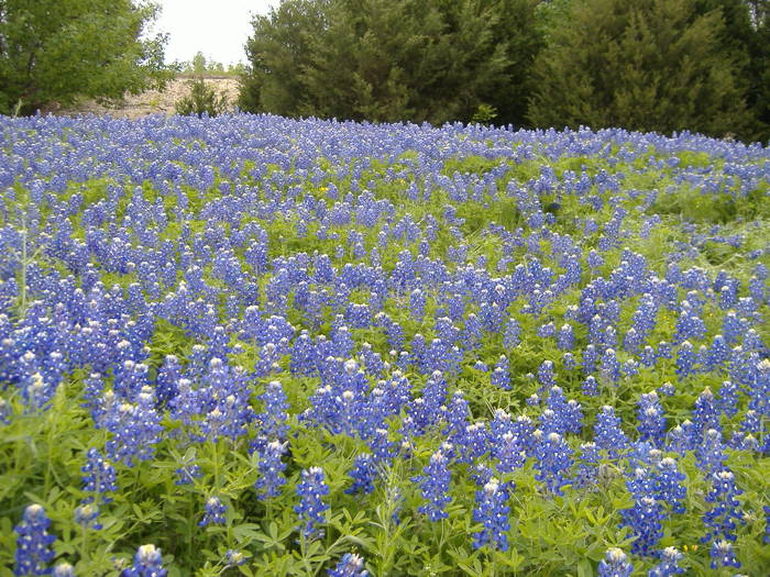 Bluebonnets_en_Texas_2