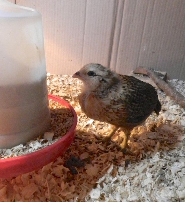 chick feeder