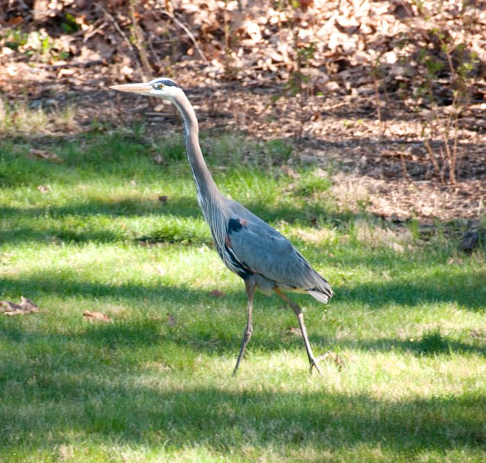 heron on grass