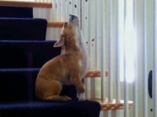 Scooter howling