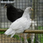 blue andalusians