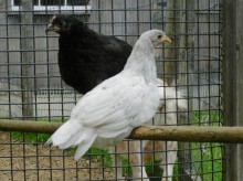 blue andalusians