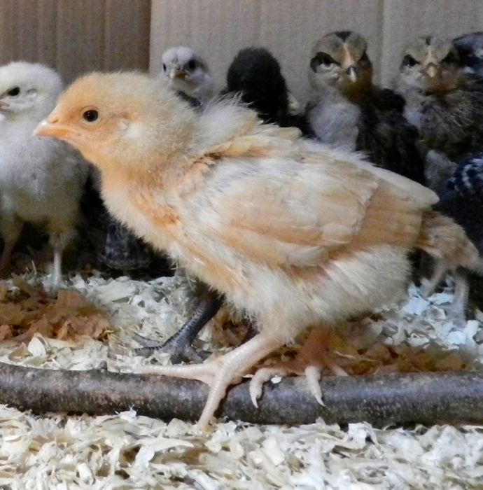 chick 17 days