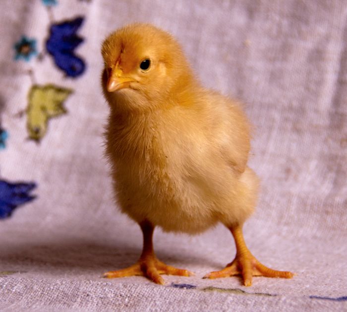 6 week old Buff Brahma. Rooster or Pullet? Praying for Pullet