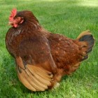 egg laid