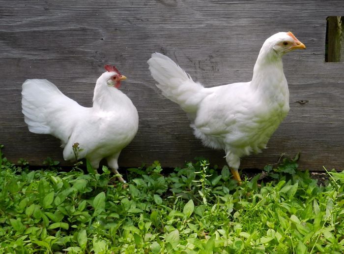 White leghorn rooster vs hen