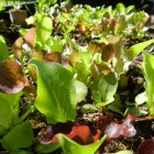 lettuce