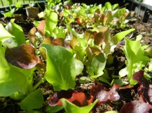 lettuce