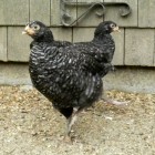 marans