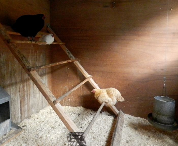  onto the roost well before the young hens even consider going inside