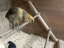 roost 6 wks