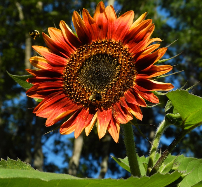 sunflower head