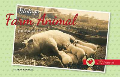 Vintage Farm Animal Photographs