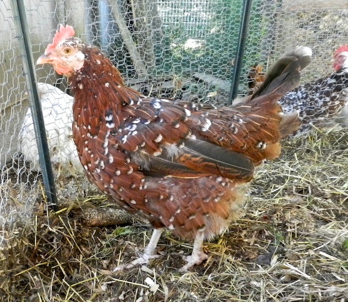Florence molting