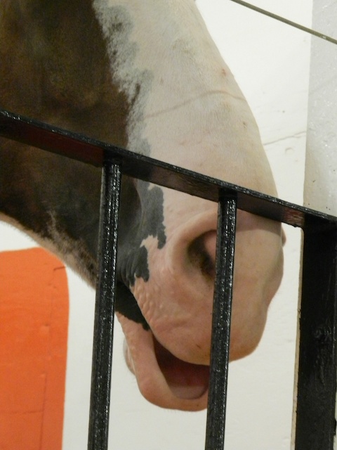 relaxed horse lip