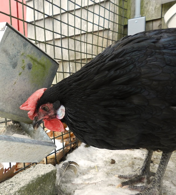 Andalusian hen