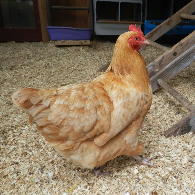 Pine shavings used as chicken coop bedding.