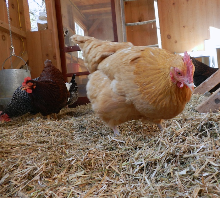 Why I put straw in my chicken run over the Winter