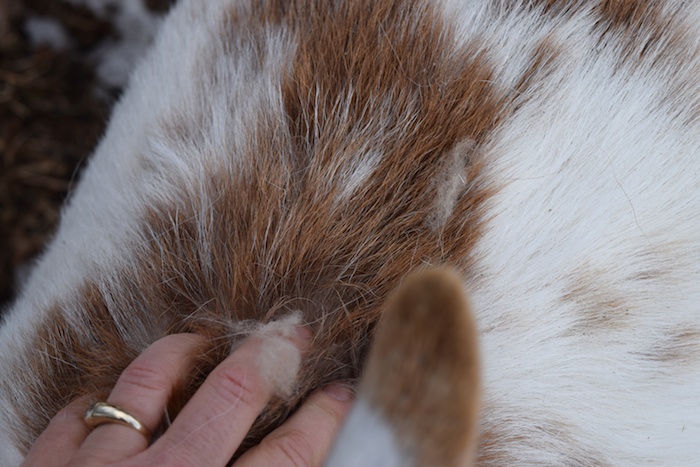 undercoat fur