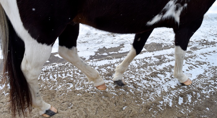 Clip-on shoes let horses clip-clop in comfort