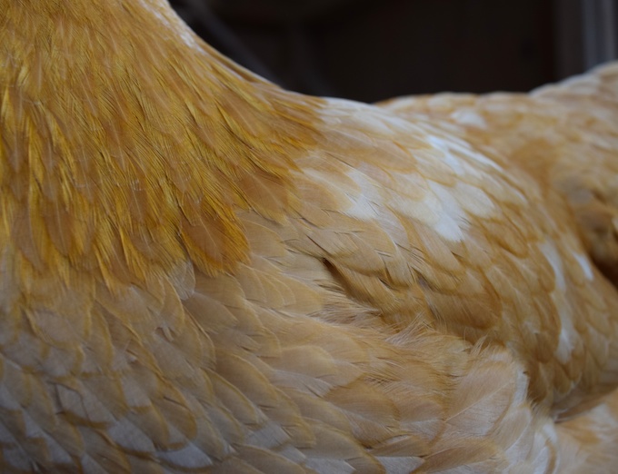 Cruelty Free Feathers 25 Perfect Buff / Gold Feathers From a Buff Orpington  Rooster 