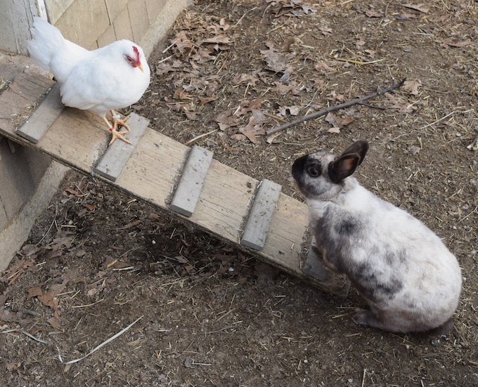 bunny and hen