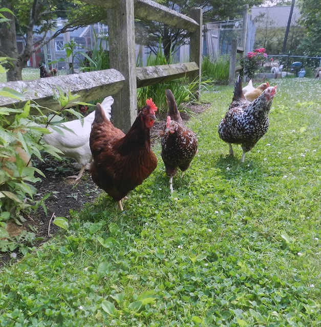 hens on lawn