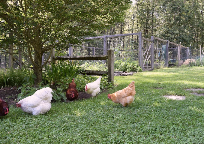 free ranging hens