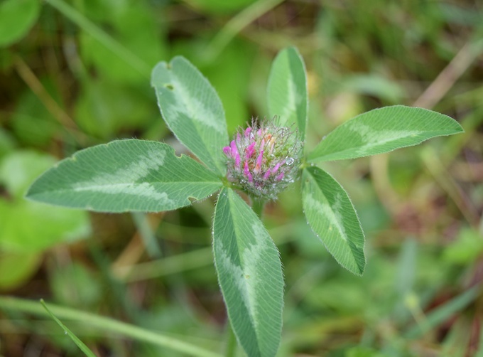 red clover