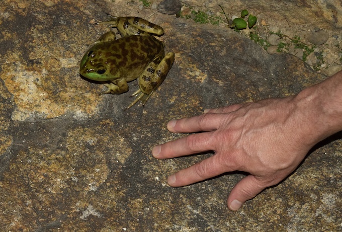 bullfrog size