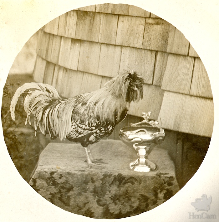 Roosters 101: The truth about rooster care and responsibility - NHSPCA