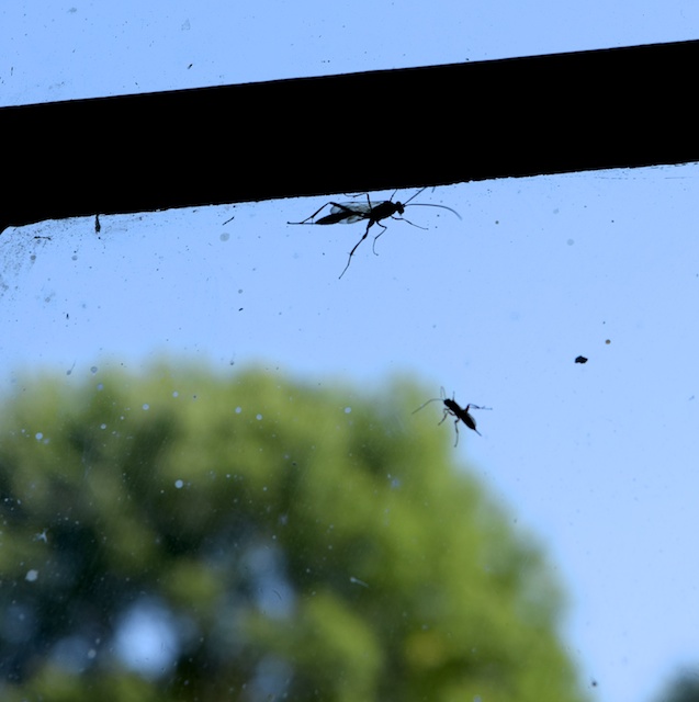 big fan of fly strips. Before those brilliant insect-killing ...