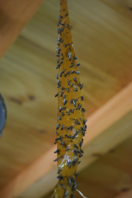 Chicken Coop Fly Control