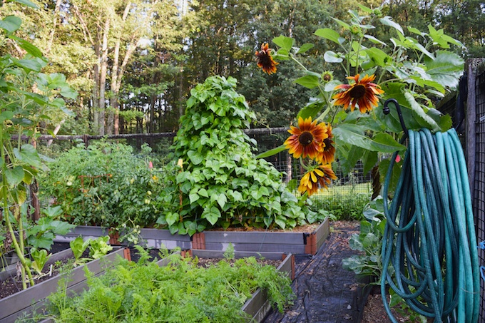 garden and sunflowers