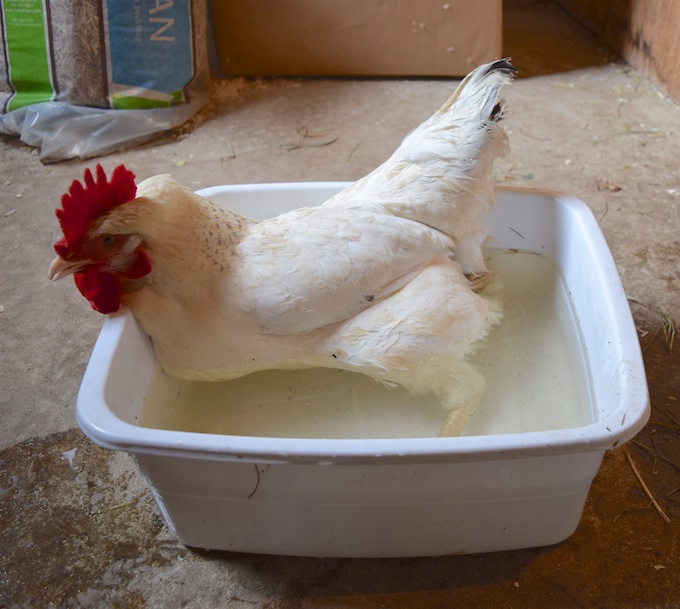 in tub