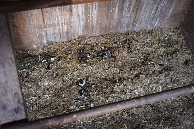 Chicken Coop Fly Control