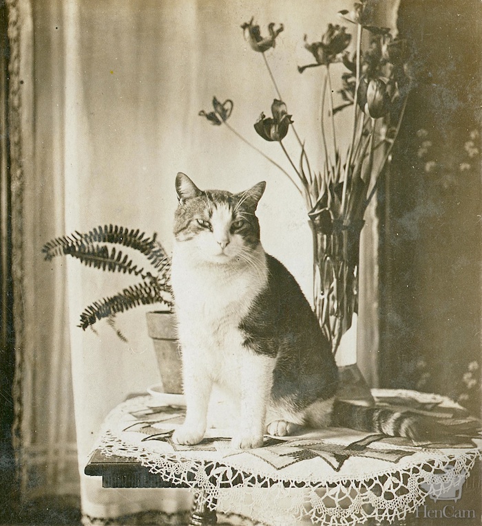 Vintage Cat Photo Hencam