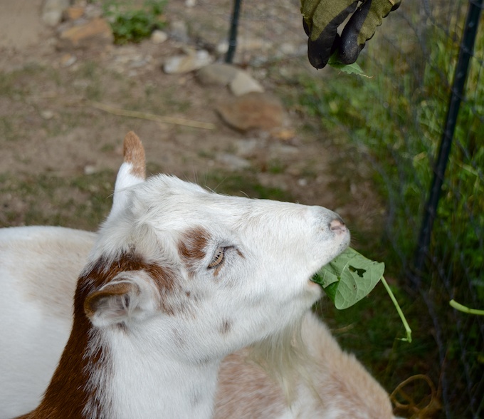 Caper eats a leaf