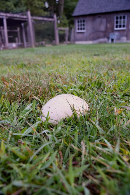 Puffballs On Your Lawn - Dave's Garden